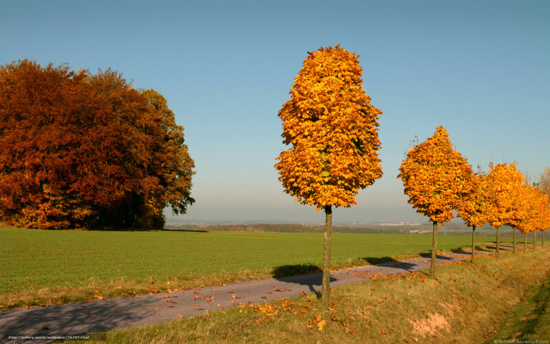 Autumn trees on a country path