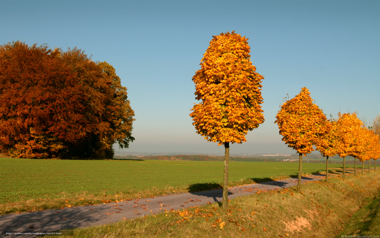 Autumn trees on a country path