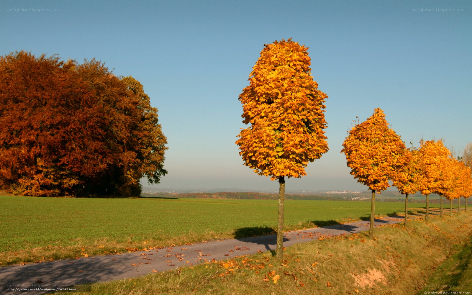 Autumn trees on a country path