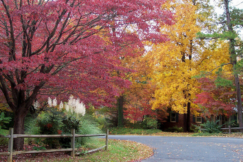 Autumn Trees on a Driveway