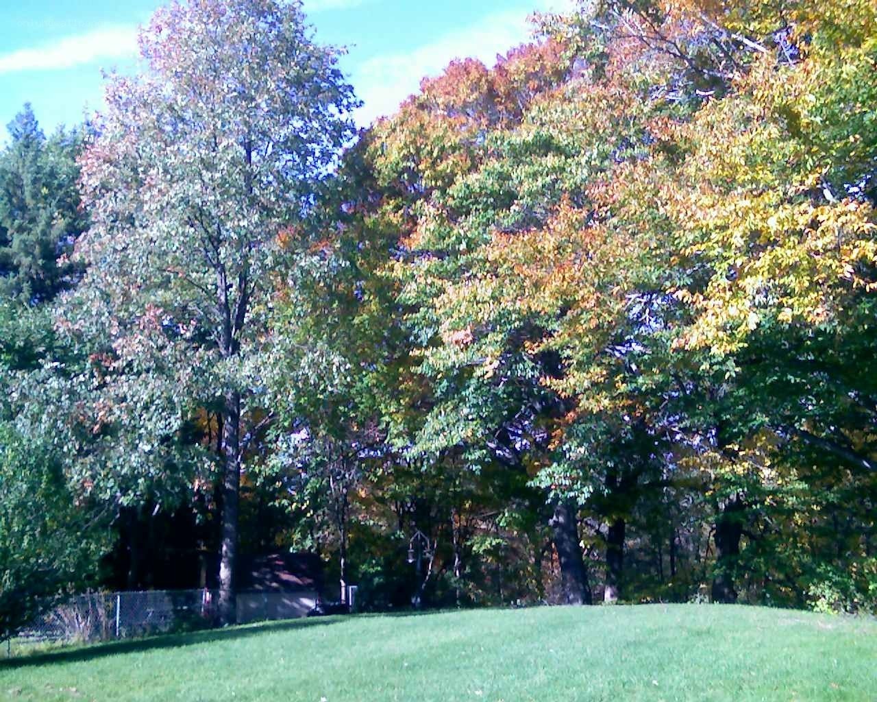 Autumn trees on a grassy hill