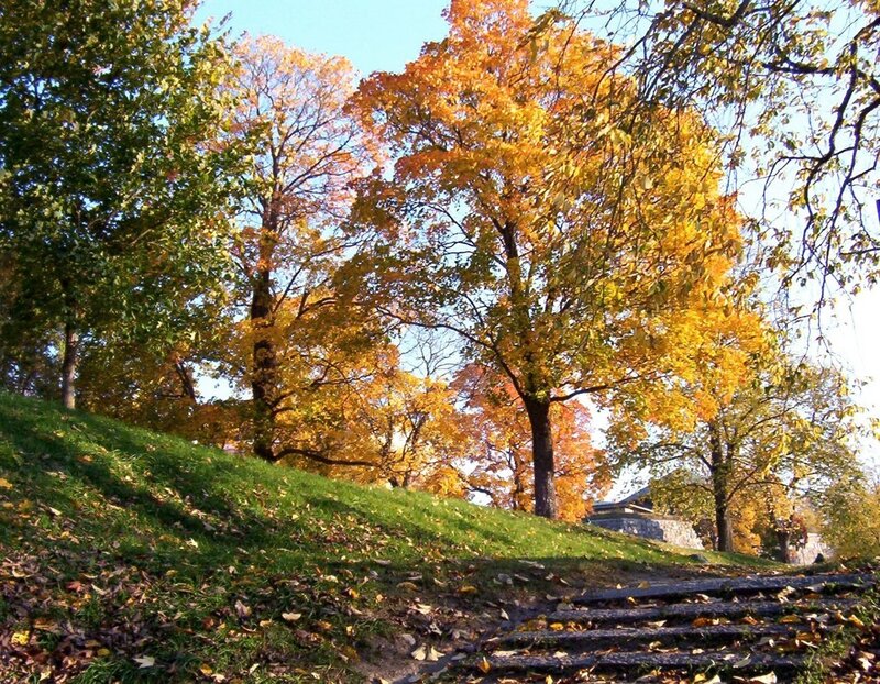 Autumn trees on a grassy hill