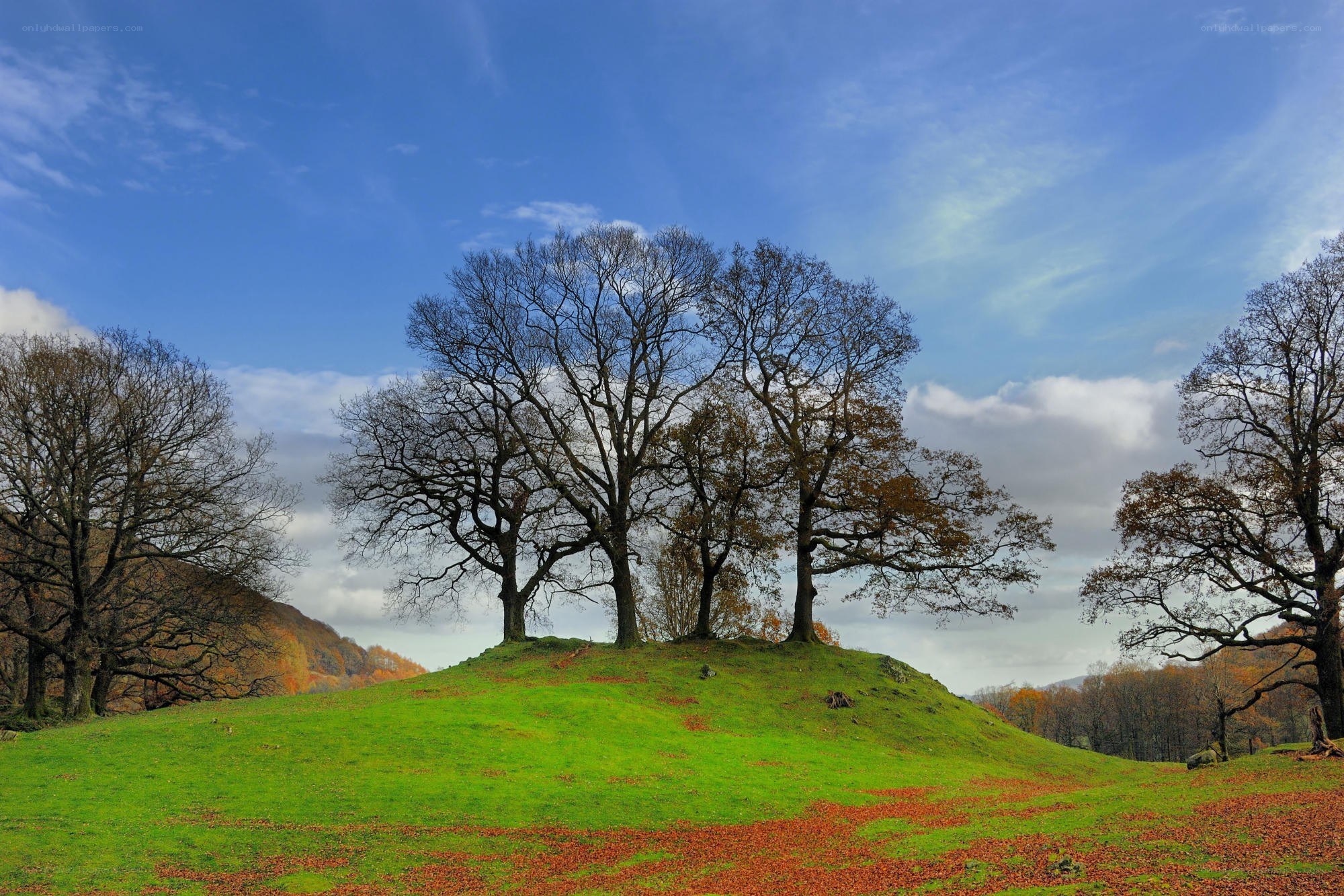 Autumn trees on a grassy hill