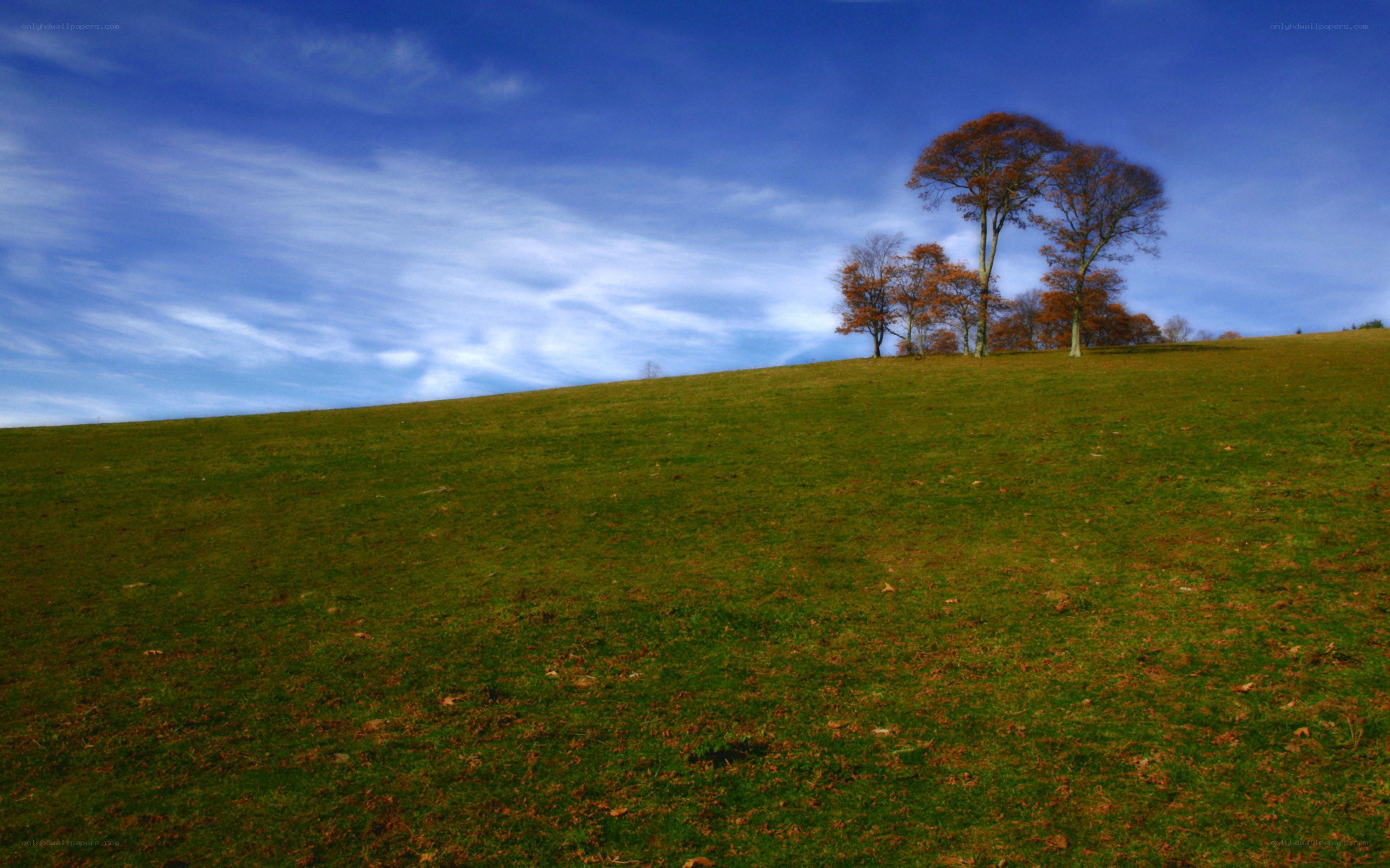 Autumn trees on a green hill