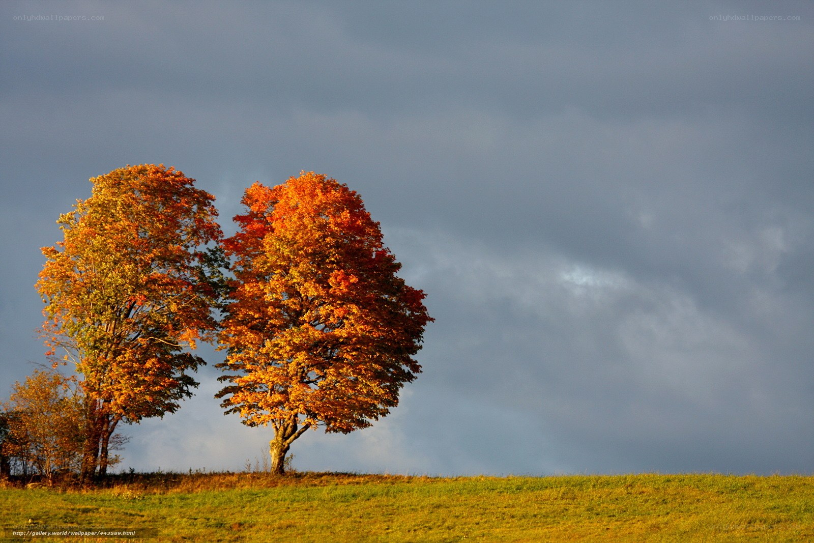 Autumn trees on a hill