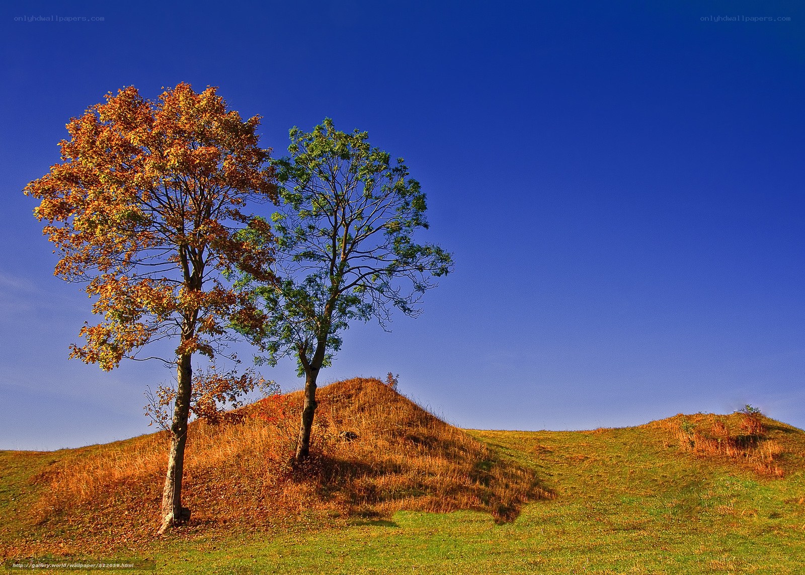 Autumn trees on a hill