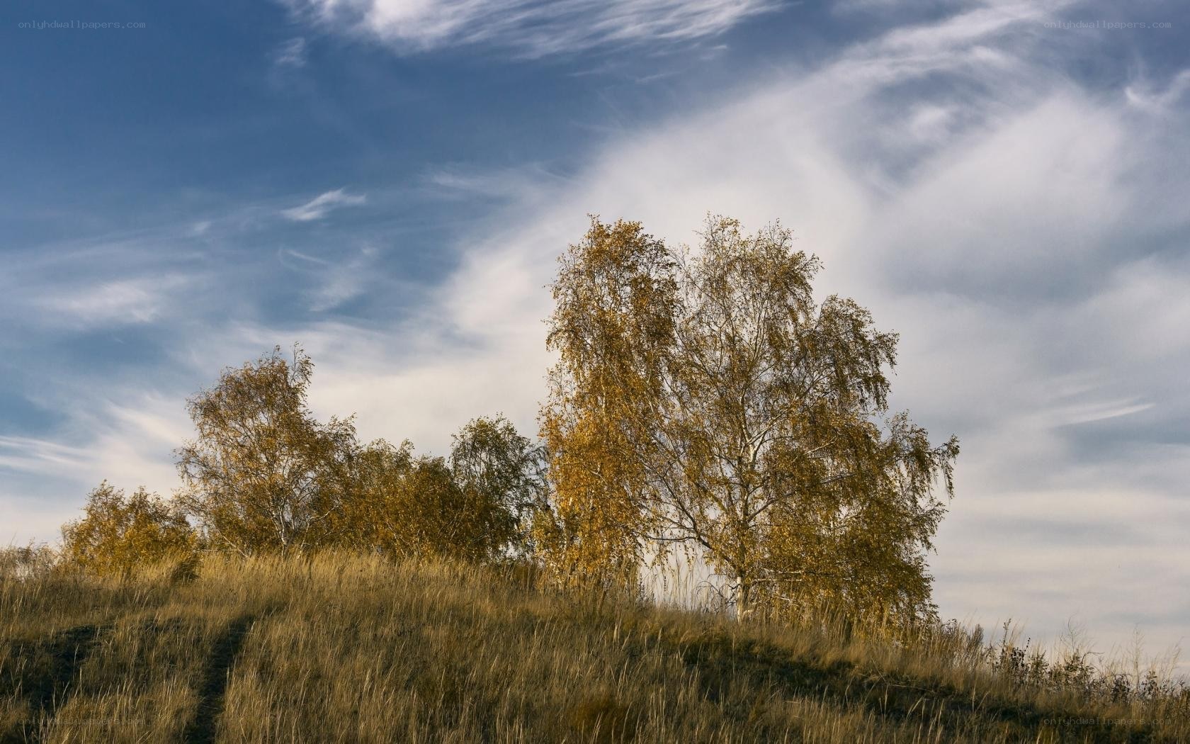 Autumn trees on a hill