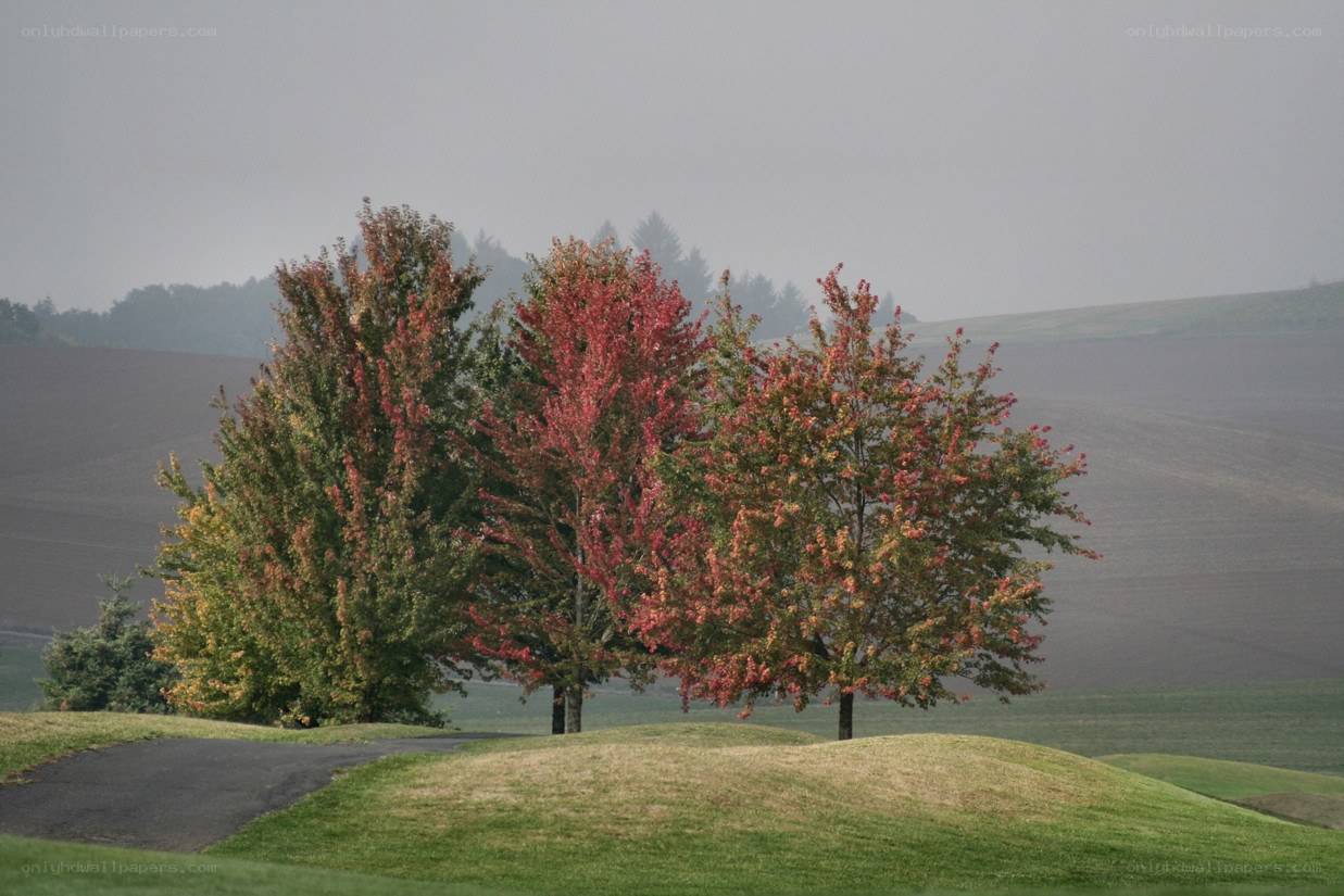 Autumn trees on a hill