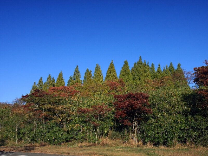 Autumn Trees on a Hill — Blue, Serene, Photograph