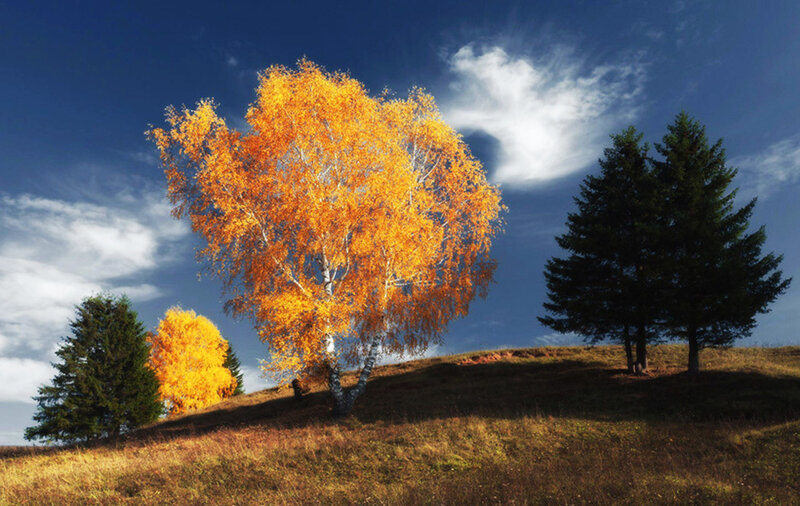 Autumn Trees on a Hill — Blue