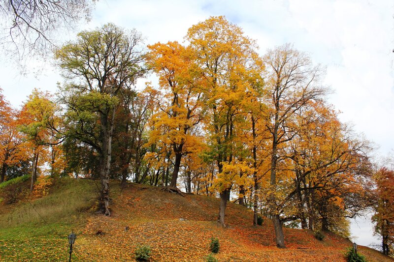 Autumn Trees on a Hill — Yellow