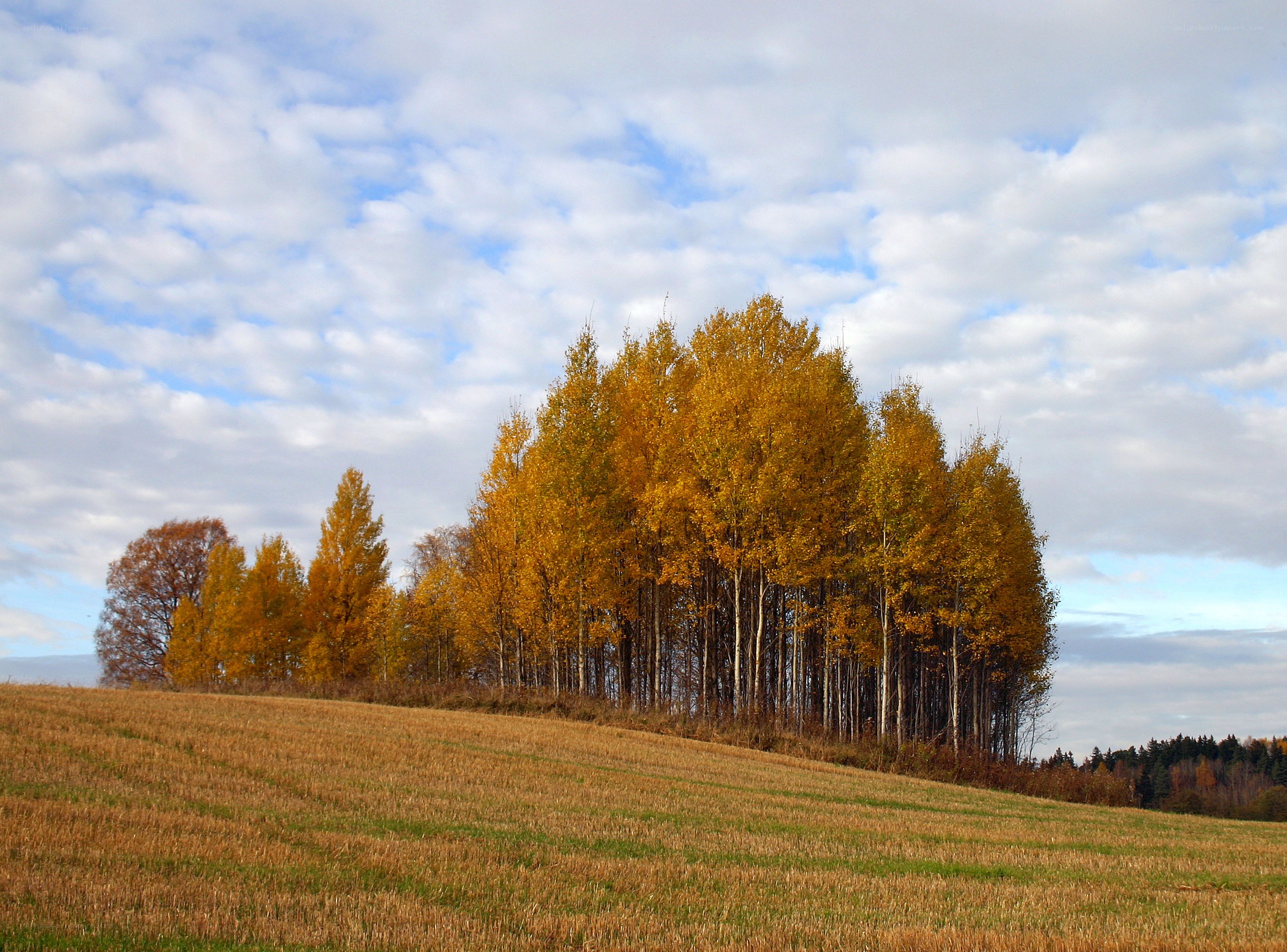 Autumn trees on a hillside