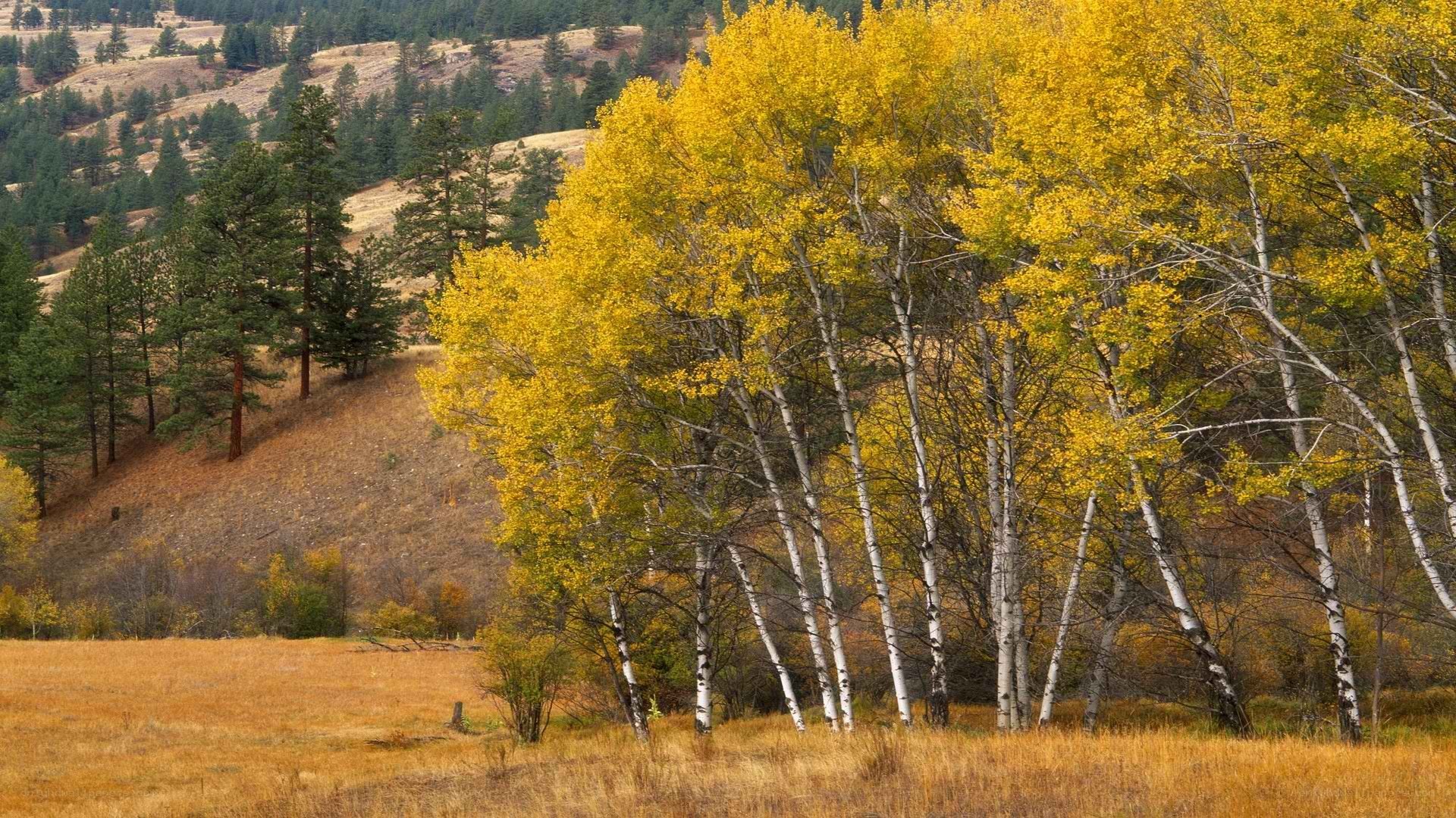 Autumn trees on a hillside