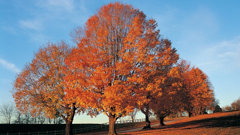 Autumn trees on a hillside