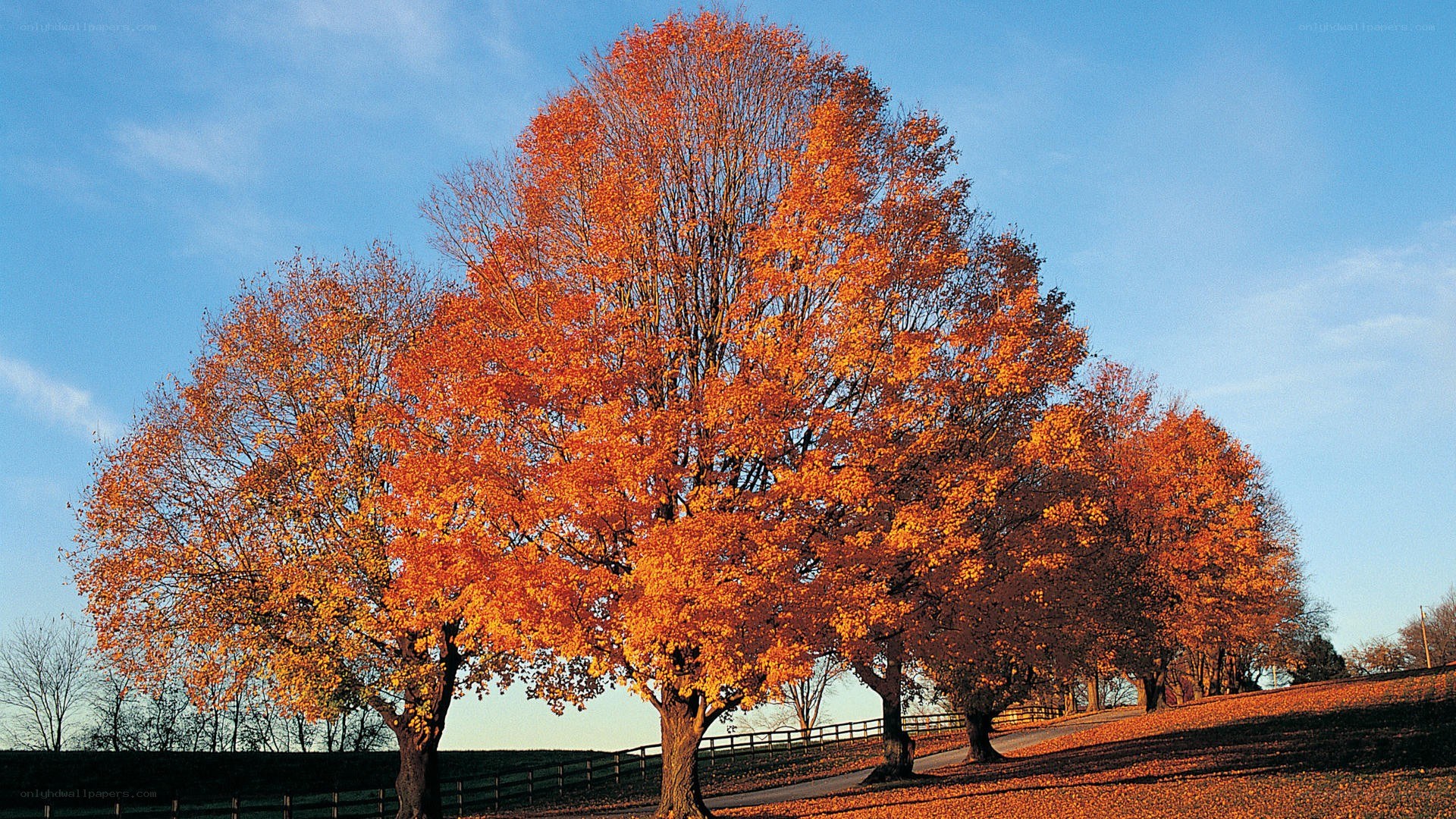 Autumn trees on a hillside