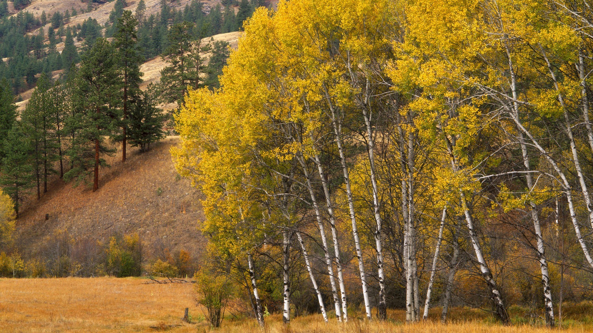 Autumn trees on a hillside