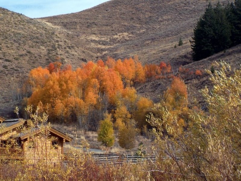 Autumn trees on a hillside