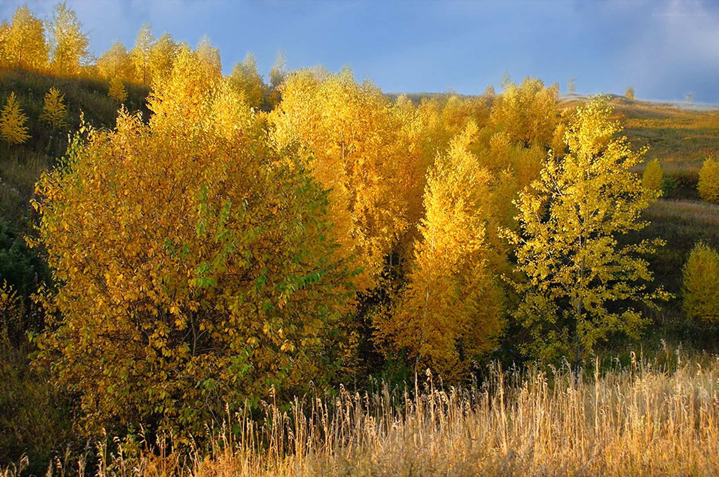 Autumn trees on a hillside