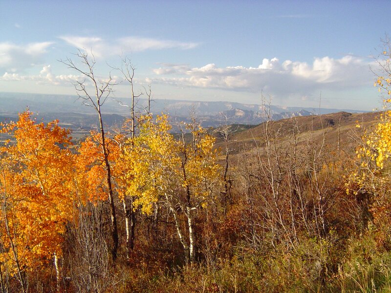 Autumn trees on a mountain slope