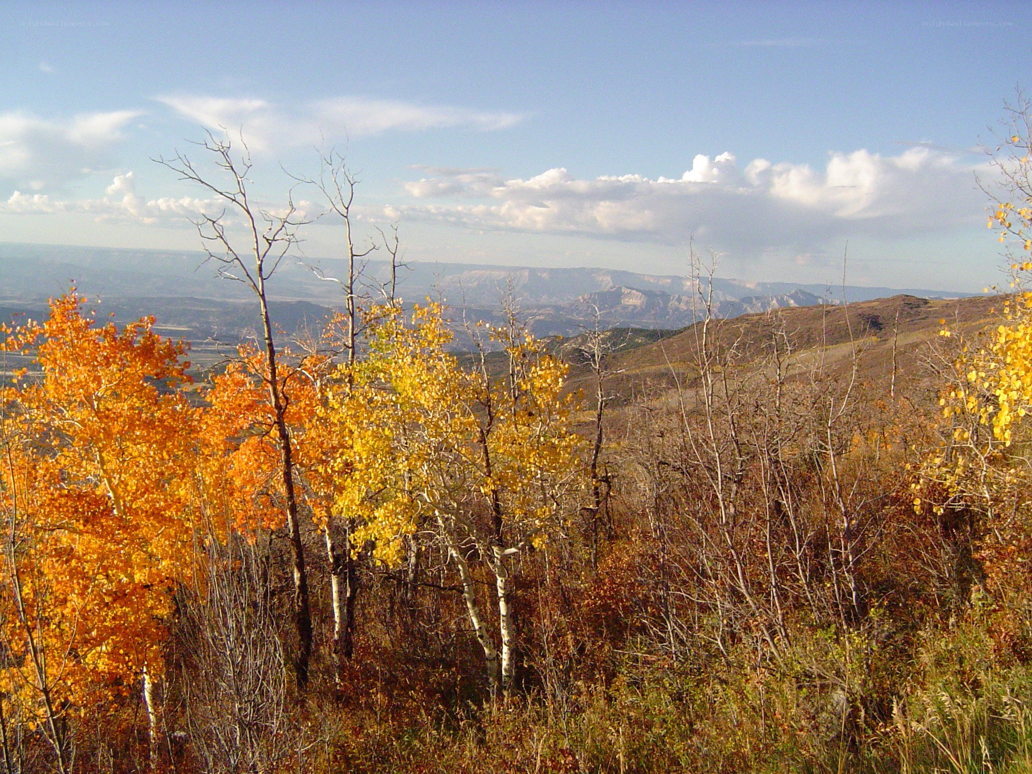 Autumn trees on a mountain slope