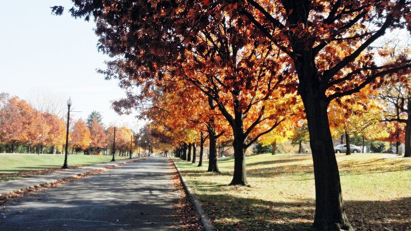Autumn Trees on a Path — Orange, Serene