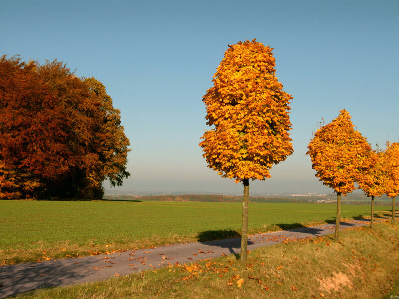 Autumn Trees on a Path — Orange