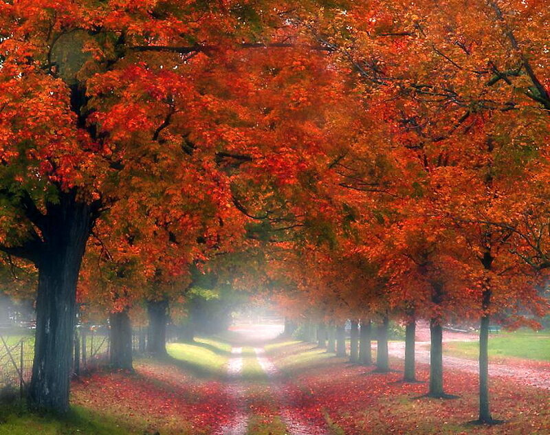 Autumn Trees on a Path