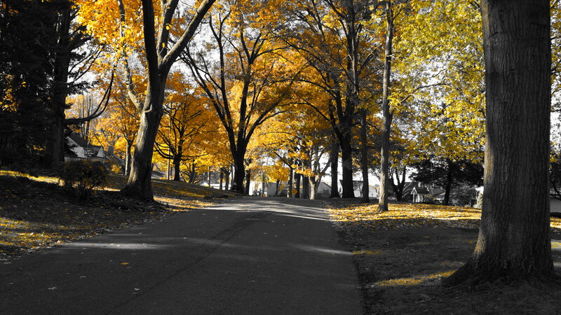 Autumn Trees on a Path — Yellow, Serene, Photograph