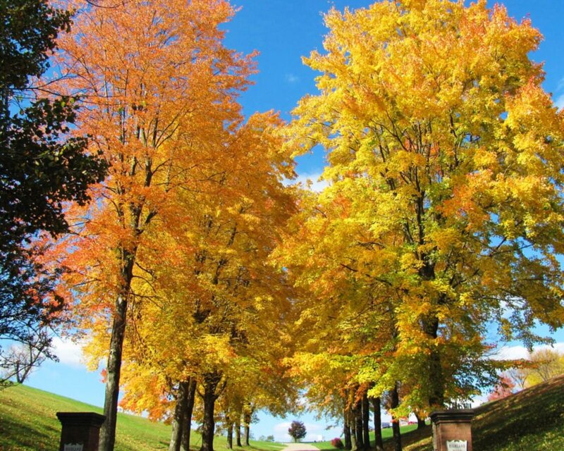 Autumn Trees on a Path — Yellow, Serene