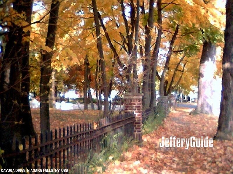Autumn Trees on a Path — Yellow