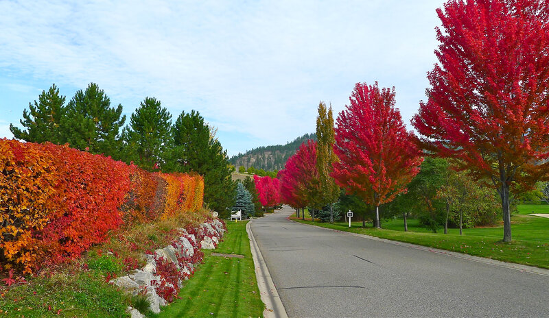 Autumn Trees on a Road