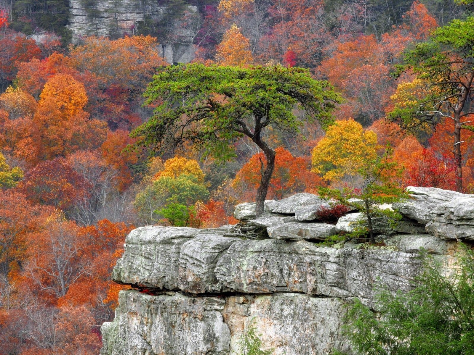 Autumn trees on a rocky cliff