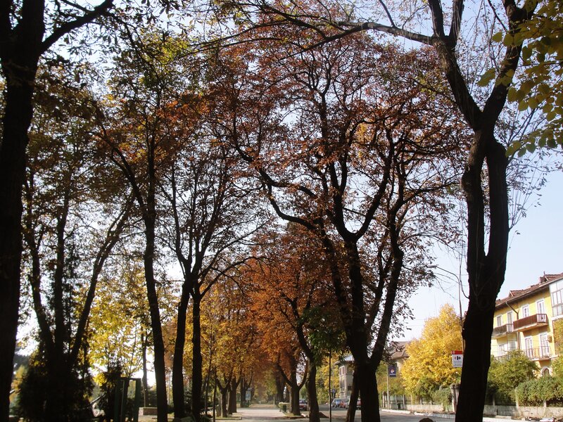 Autumn Trees on a Street