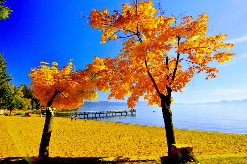 Autumn Trees on Beach