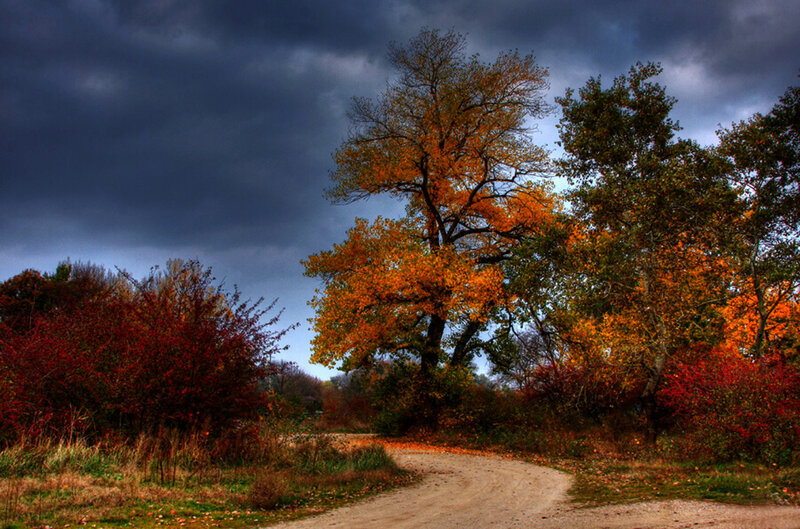 Autumn Trees on Dirt Path