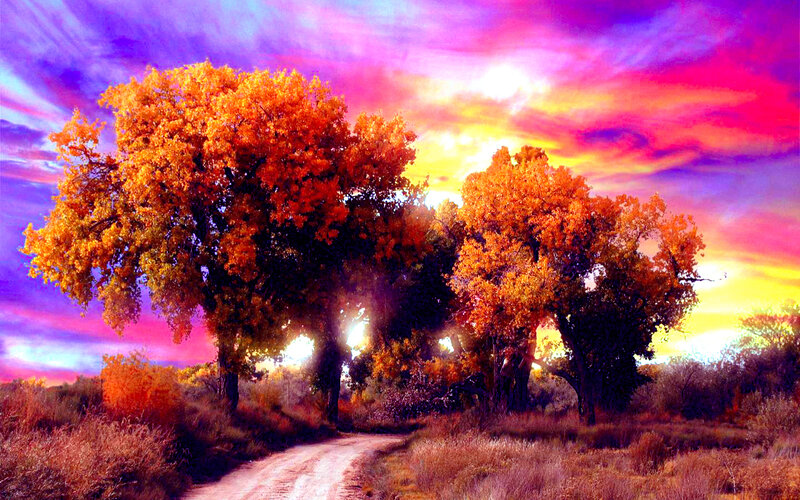 Autumn Trees on Dirt Road — Orange