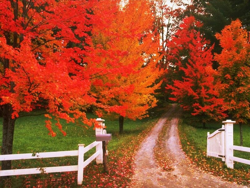 Autumn Trees on Dirt Road — Red