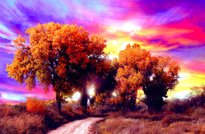 Autumn Trees on Dirt Road