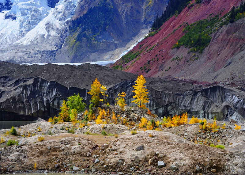 Autumn Trees on Glacier