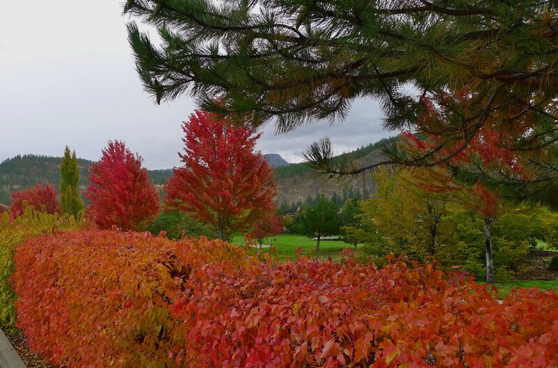 Autumn Trees on Golf Course