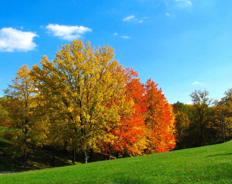 Autumn Trees on Hill — Blue, Serene