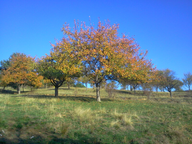 Autumn Trees on Hill — Blue