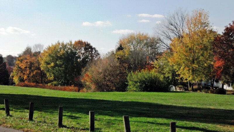 Autumn Trees on Hill — Green