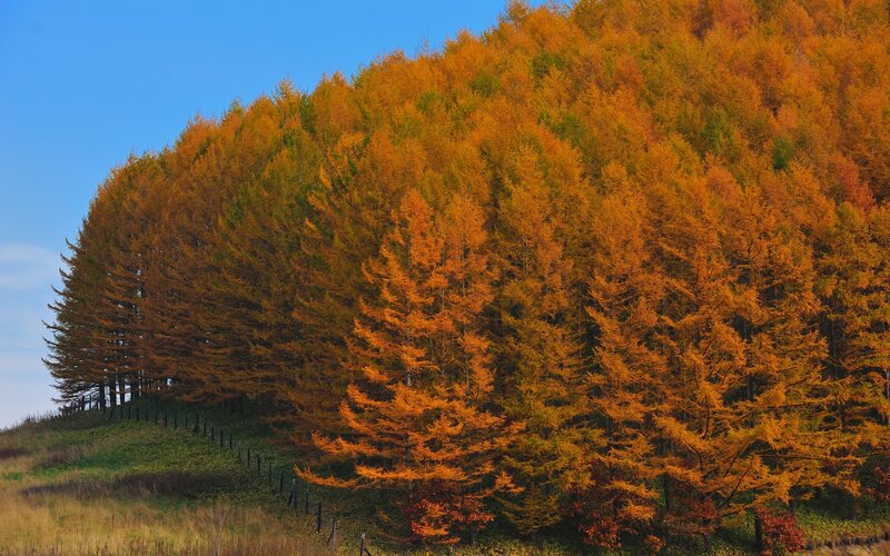 Autumn Trees on Hill — Orange