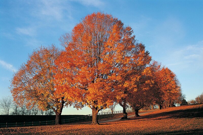 Autumn Trees on Hill