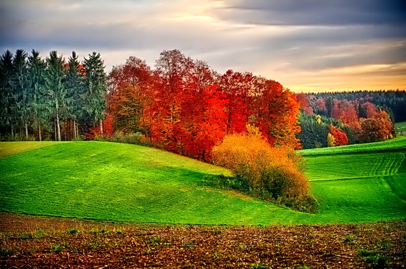 Autumn Trees on Hills — Green, Serene, Sunset