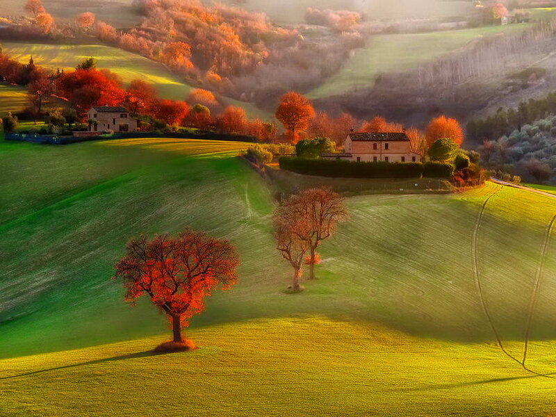 Autumn Trees on Hills — Green, Serene