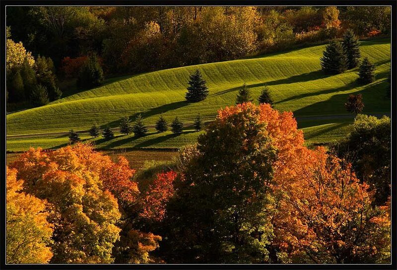 Autumn Trees on Hills — Green
