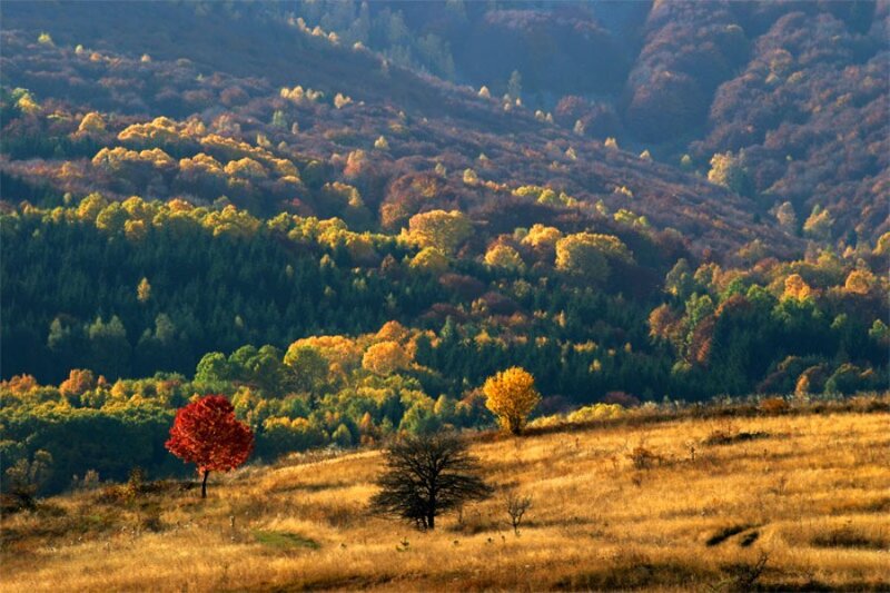 Autumn Trees on Hills — Red