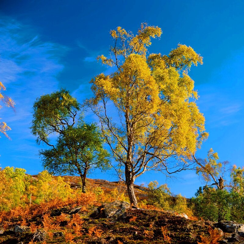 Autumn Trees on Hillside — Blue, Serene, Photograph